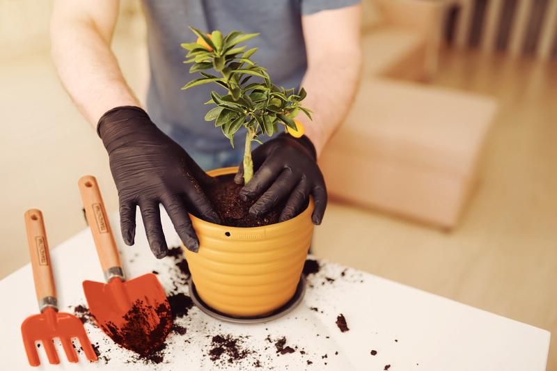 Pazinha Larga Com Cabo Madeira Tramontina - Imagem 4