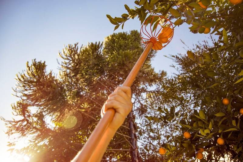 Colhedor de Frutas Grande em Aço sem Cabo Tramontina - Imagem 3
