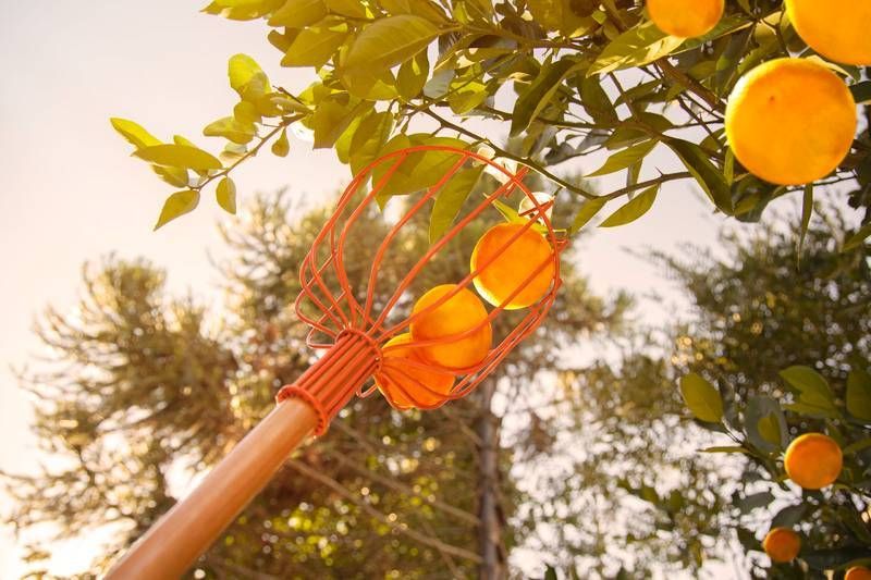 Colhedor de Frutas Grande em Aço sem Cabo Tramontina - Imagem 2