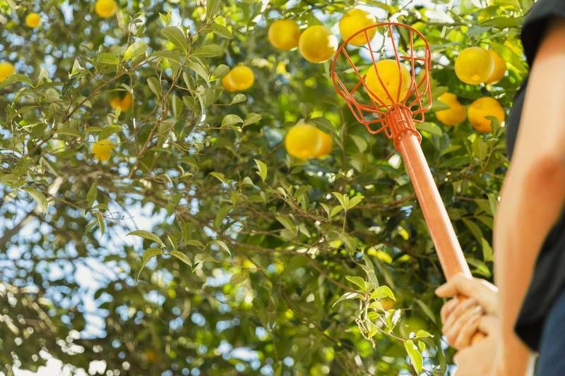 Colhedor de Frutas Médio em Aço sem Cabo Tramontina - Imagem 4